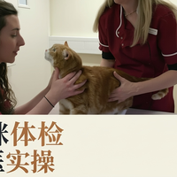 接猫准备与分龄照护 | 养猫9.10日报