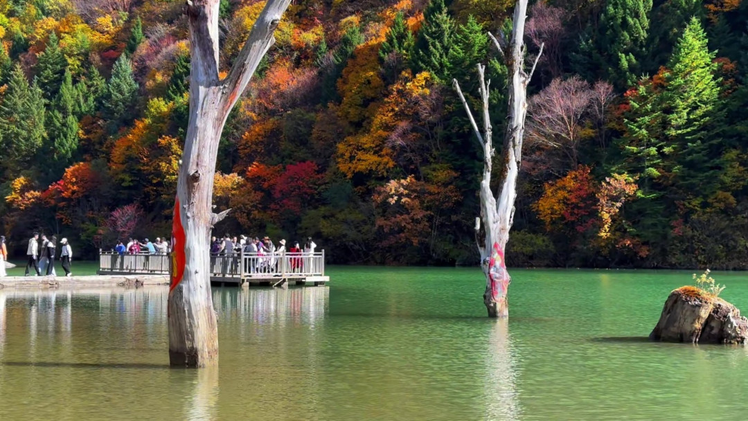请3休13也买不到川西的彩林巅峰:对完4张时间表和去年10月8条实拍帖,国庆进山的叶子大多只黄了一半