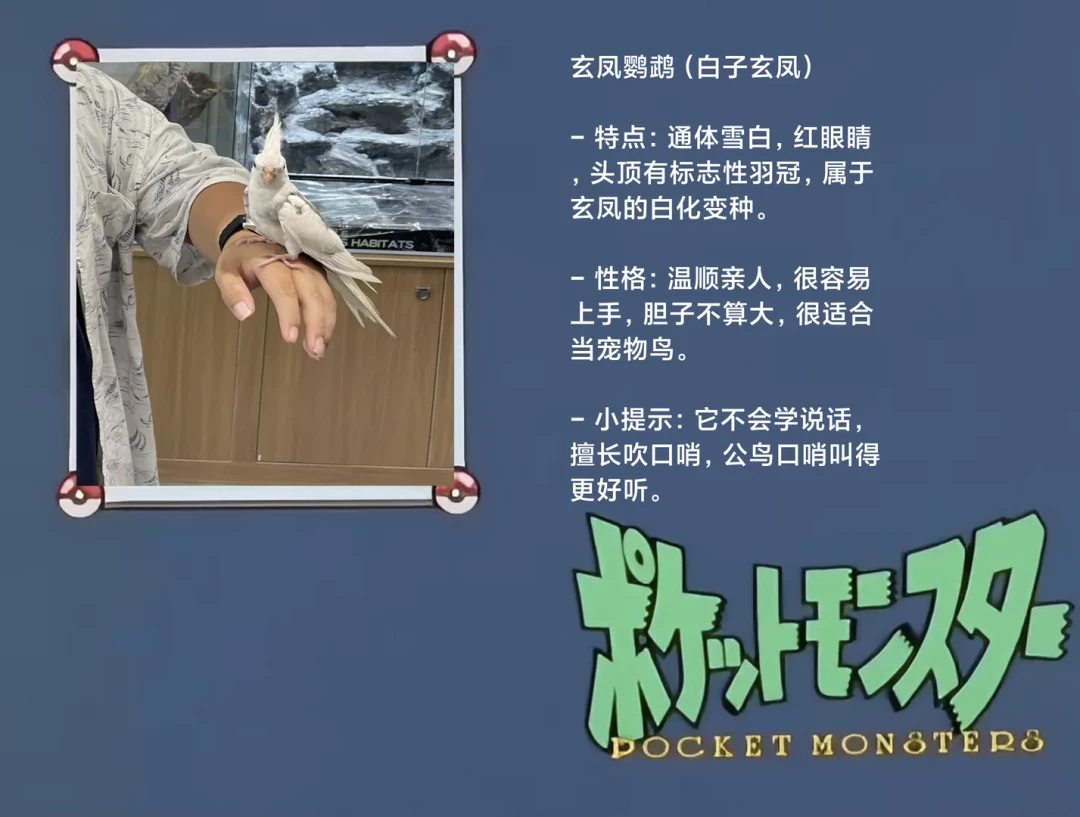 成都异宠展明天开馆:上手盘蛇前,先看鼻尖和尾巴——这份爬宠馆进场判断图,先搞懂再掏门票