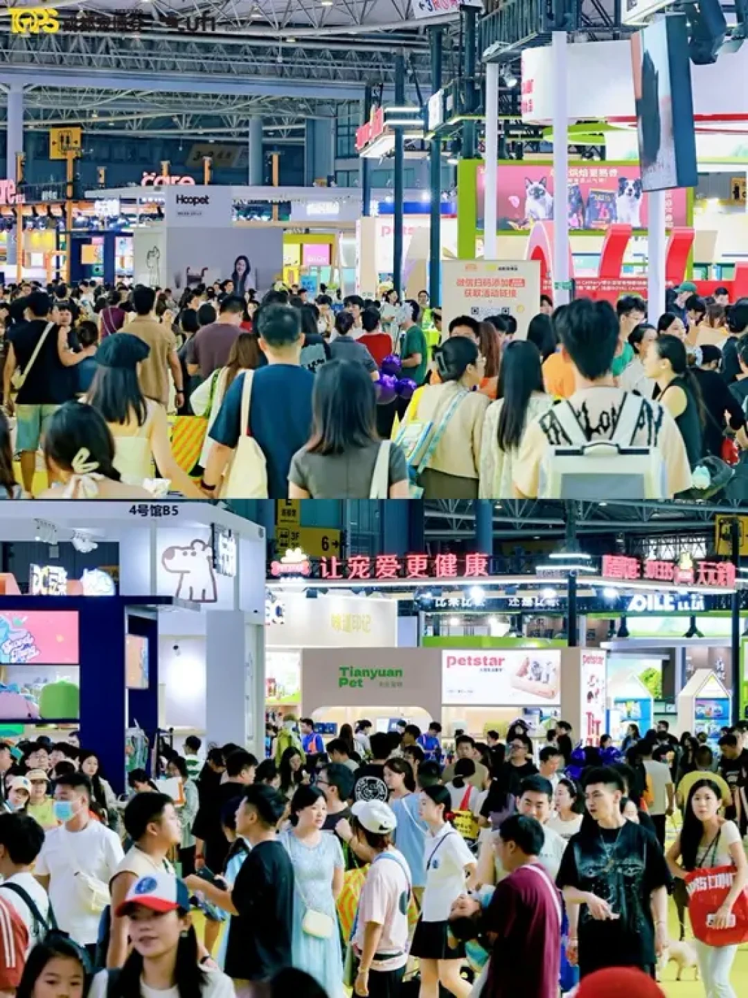 成都异宠展明天开馆:上手盘蛇前,先看鼻尖和尾巴——这份爬宠馆进场判断图,先搞懂再掏门票
