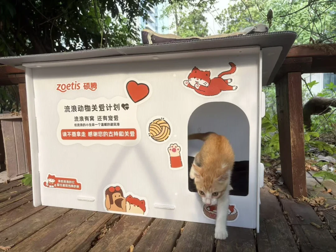 被校园猫抓了,先别只问
