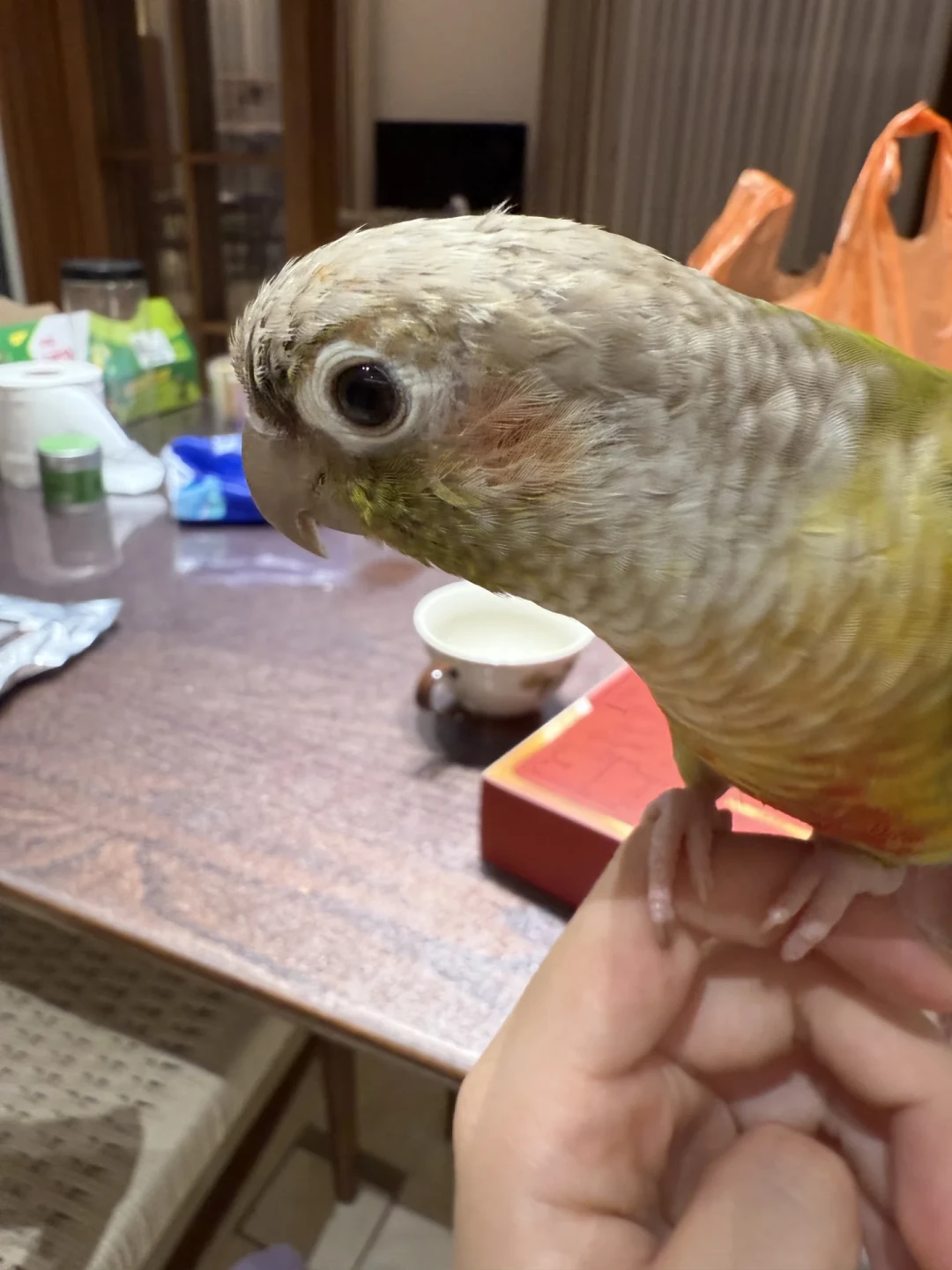 九月换羽季:掉毛和