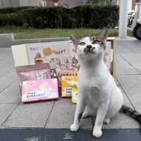 校园胖猫的"减肥通知"火了：翻了十几所高校的"禁止猫条"通告，你的善意可能正在给它们看病