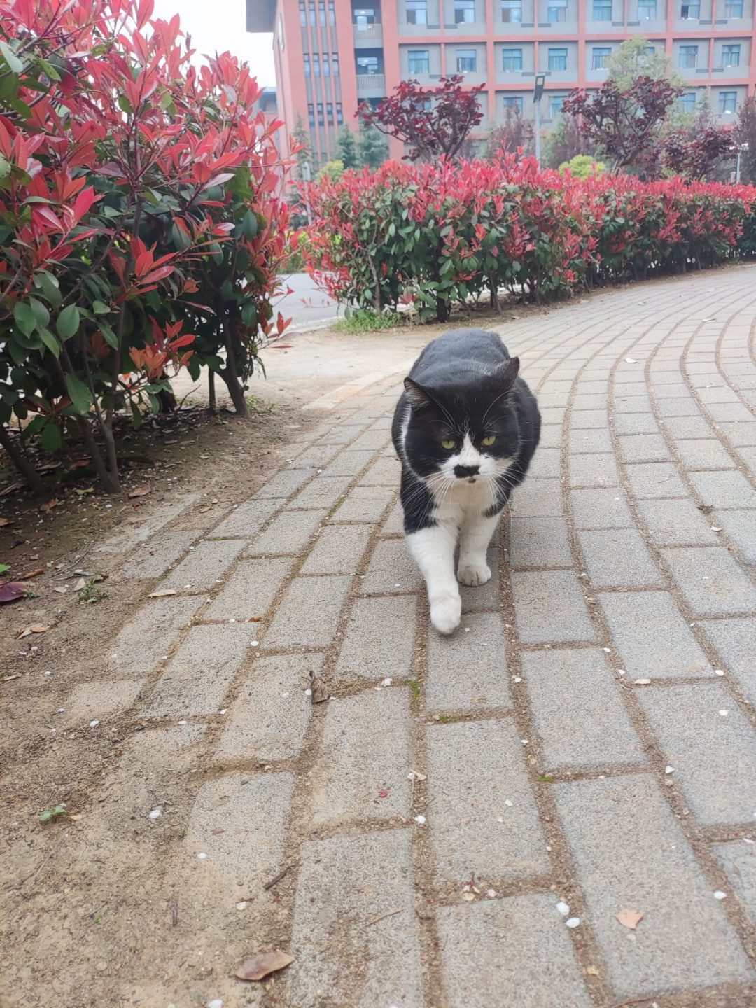 校园胖猫的