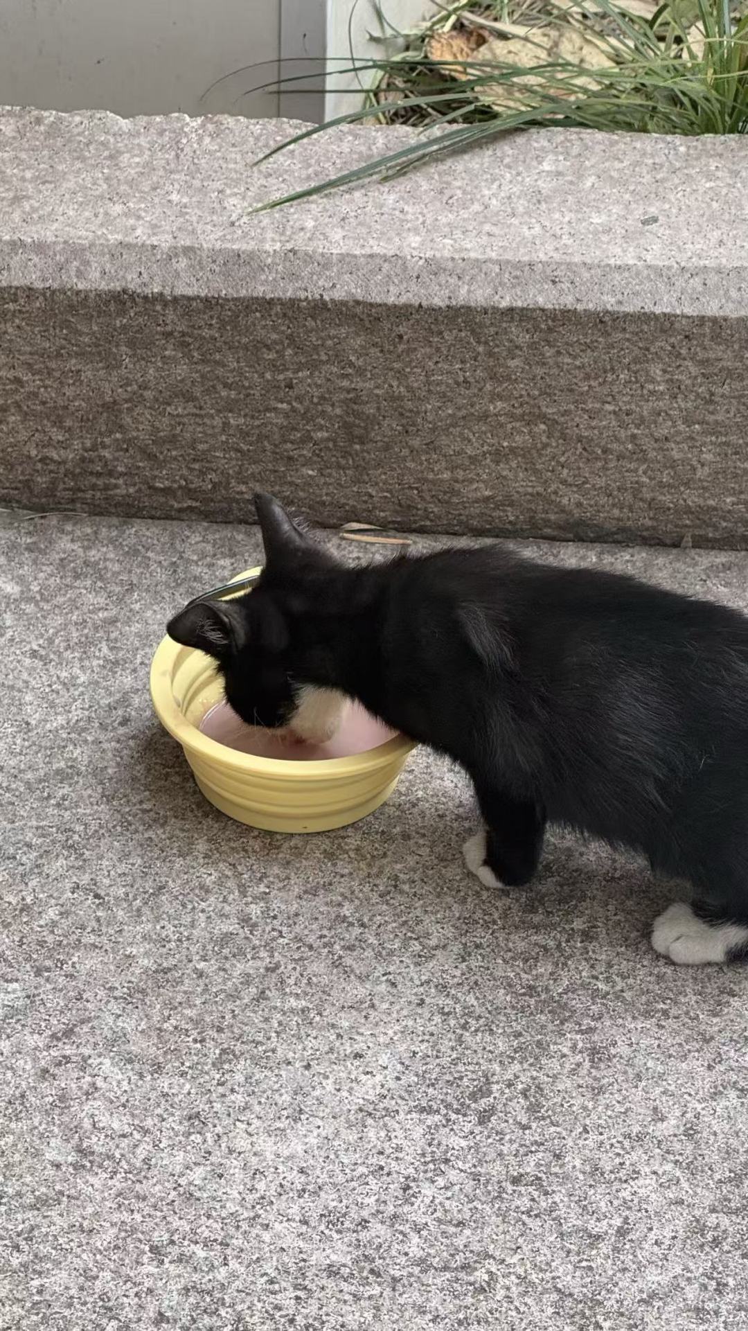 校园胖猫的