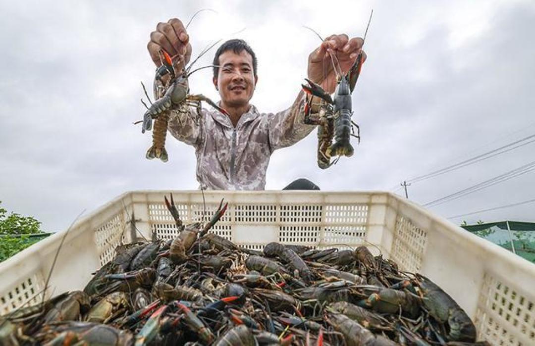 一饭封神同款蓝龙虾好吃吗?肉质鲜甜膏满黄肥,法餐排档都惊艳