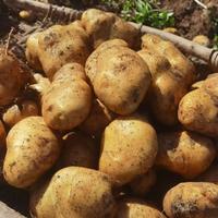 湖南游客挑几大袋洋芋片满载而归 网友：没人能空手离开贵州