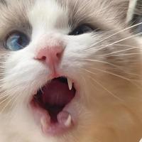 好猫粮怎么选？2026年9月十大口碑猫粮品牌排行，选粮避坑指南