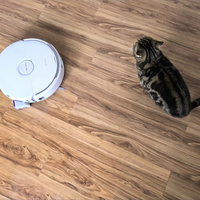 养了三只猫,我靠它终于实现了光脚自由