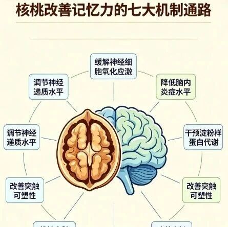 白领健脑饮品推荐：咖啡vs核桃乳怎么选？一篇讲清答案、理由与科学依据