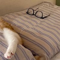 烘焙猫粮哪个牌子好?2026世界十大顶级烘焙猫粮品牌最新出炉