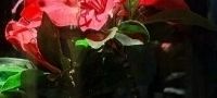 美丽的花朵