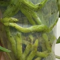 秋季蝴蝶兰长势差，用3个笨招养根，多到装不下，第三种少有人知