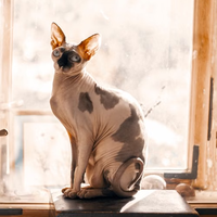 Kocat无毛猫换季泛红敏感｜温和沐浴露挑选干货✅