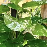 4种适合客厅养的皮实花，少操心好养活，越养家里越舒坦