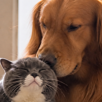 猫狗年龄大了，支付宝宠物医保还能一直买吗？先看续保条件