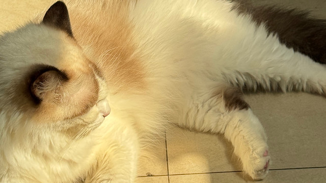 皮小兽沸石猫砂深度解析：可结团“吸氨石”如何重新定义猫砂体验