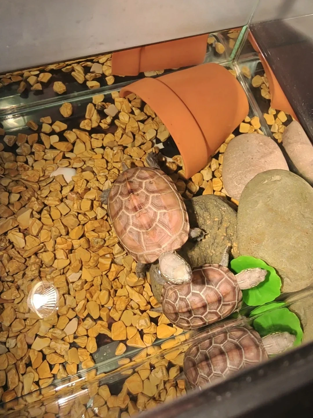 「北京降温了，龟是不是快停食了？」：15℃停食线到来之前，先把你家龟的能不能睡、什么时候睡、怎么清肠、睡在哪里这四件事定下来——冰箱冬眠双亡案的785条吵点全记录
