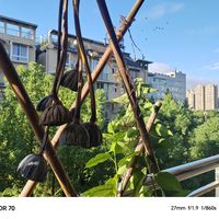 国庆“残荷”刷屏前：鲜蓬1块钱一支，干花成束卖到几百——带一枝回家前，先过三条路线的账、两套互相打架的晾晒教程和三条捡采红线