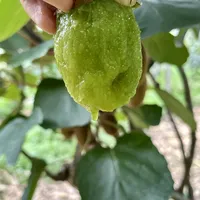 周至眉县都把"采收红线"划好了：买今年第一箱翠香前，先算清这本70元的成本账