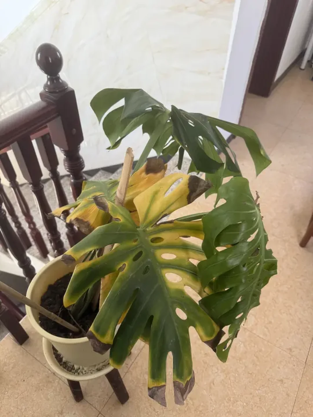 “换盆黄金期”刷屏,观叶植物反而被救死了:评论区翻车姿势惊人一致,9月动不动盆看根上3个信号,北方窗口按夜温关