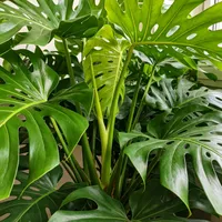 “换盆黄金期”刷屏，观叶植物反而被救死了：评论区翻车姿势惊人一致，9月动不动盆看根上3个信号，北方窗口按夜温关