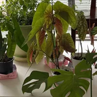 13天没人回家，出门前浇透的那盆最先烂：国庆看花这件事，先算时长、品种、环境三笔账