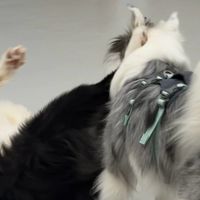 秋季照护、文明养犬 | 养狗9.11日报