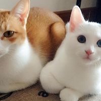 猫咪肠胃弱，选对猫粮才是关键：2026年9月呵护肠胃猫粮深度推荐
