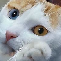 田园猫黑下巴总反复？这份2026年9月“黑下巴友好”猫粮清单码住