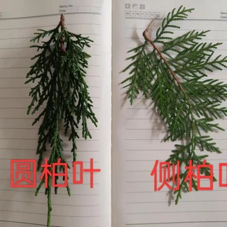 绿化带里的侧柏果开嘴了：苏轼烧过的“穷版龙涎”不要钱——捡第一把之前，先过三张脸、两本账、三条红线
