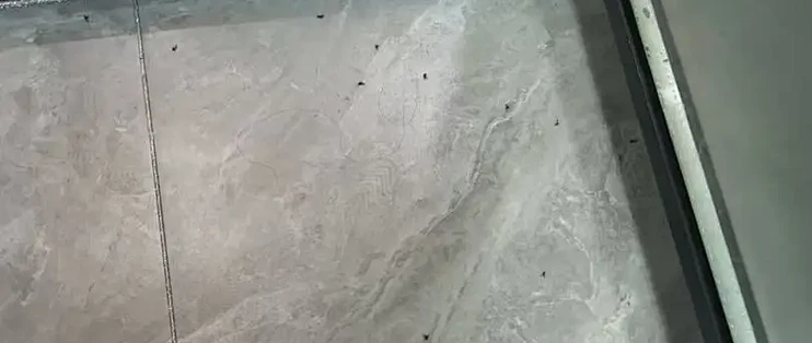 卫生间小飞虫打不完？别急着往下水道倒84和开水：先找到老巢，再决定用哪招
