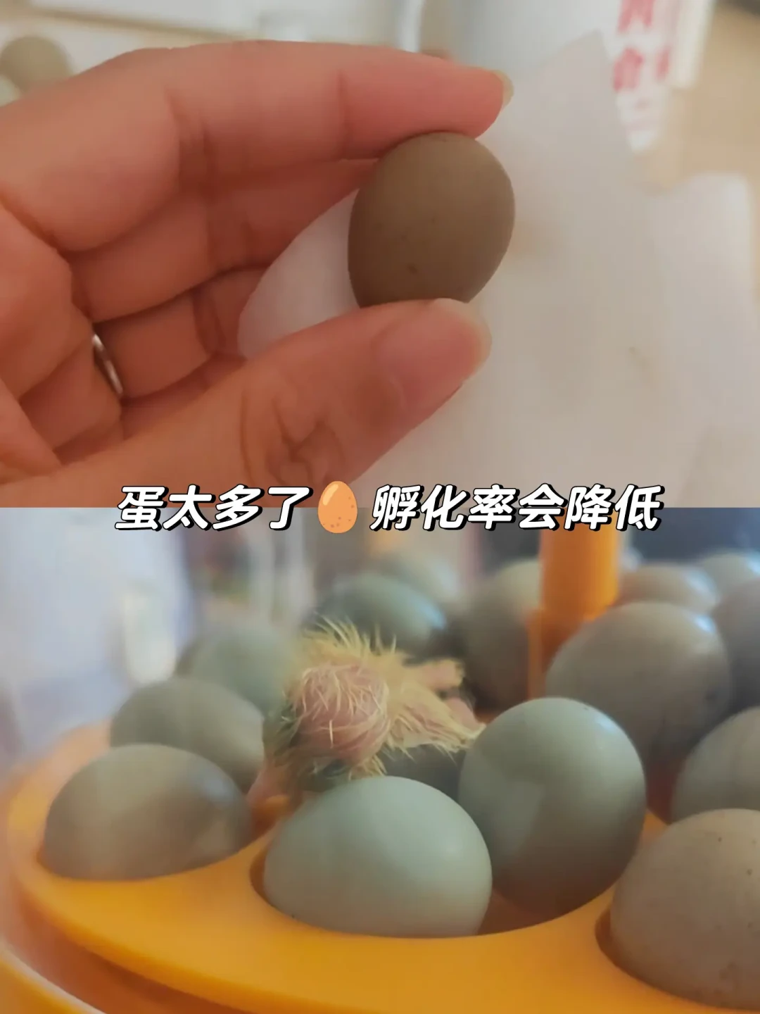 「不用看了,都是公」:九月芦丁鸡集中「开奖」,凌晨5点的公鸡和没人接盘的送养帖,先把鉴别四法、1比1这个数和一条红线弄清楚