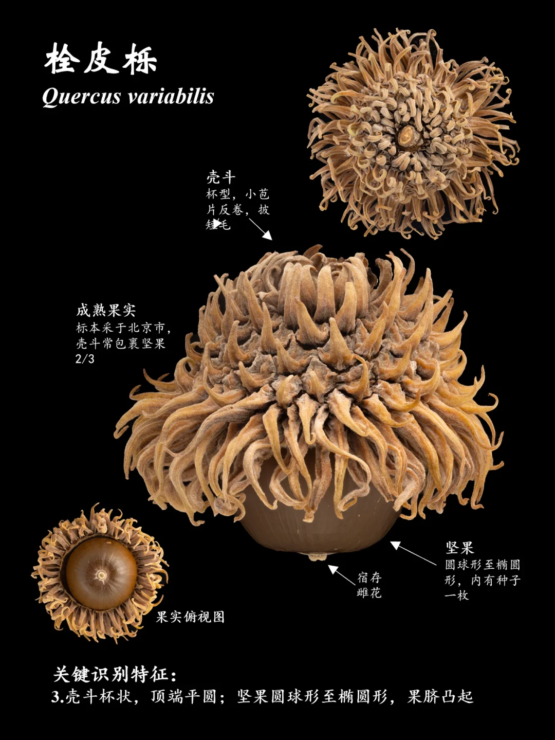 橡果季快刷屏了:你捡的“完美果”里大概率有个洞,“带帽”的多半是粘的——攒第一个收藏盒前,先过四道检查、三档价格账、两条红线