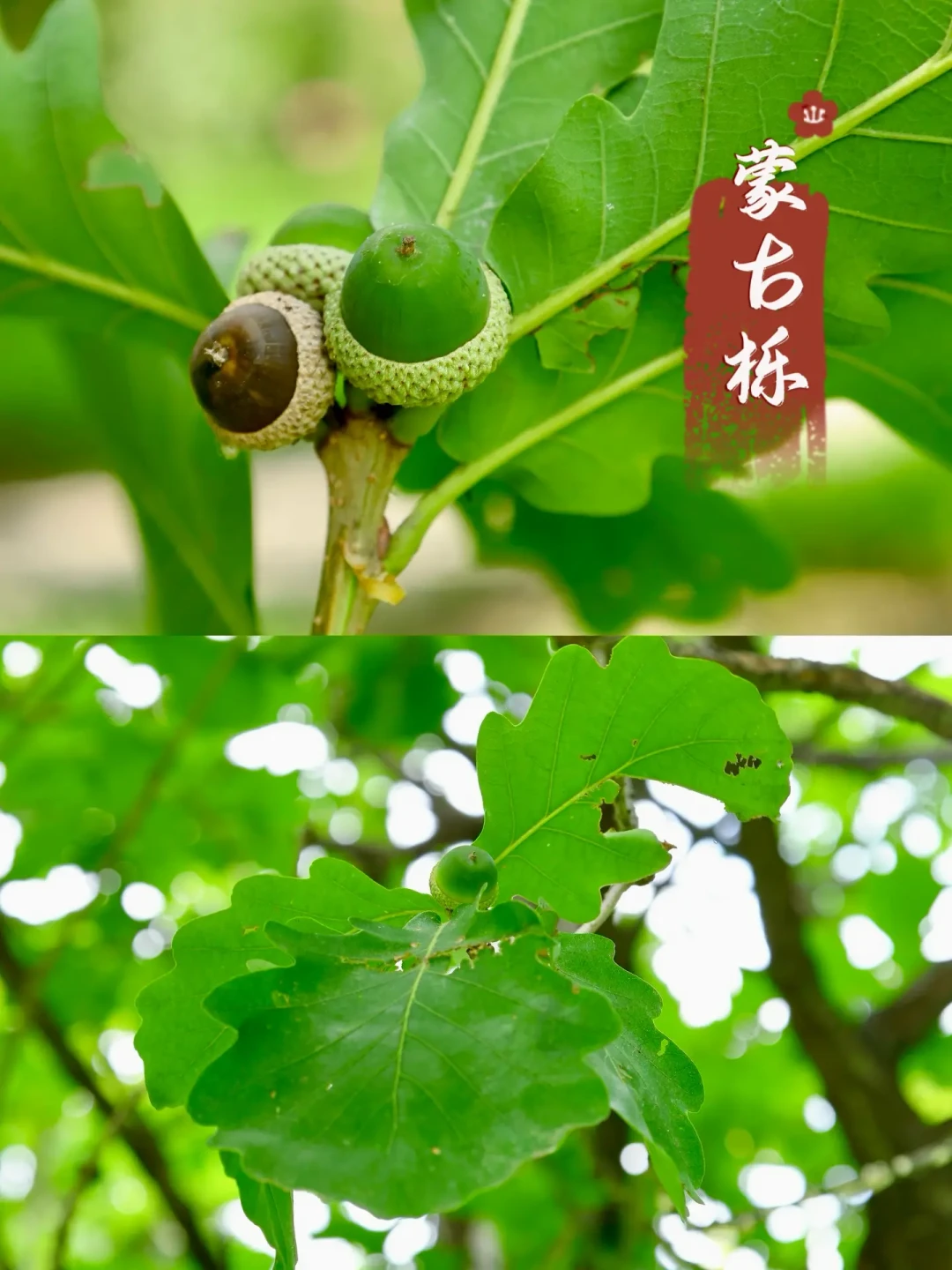 9月实测帖直接改口“今年小年”:橡果捡拾季9月下旬才开窗——伸手前,先过五顶帽子、两个冒牌货、三本账、两条红线