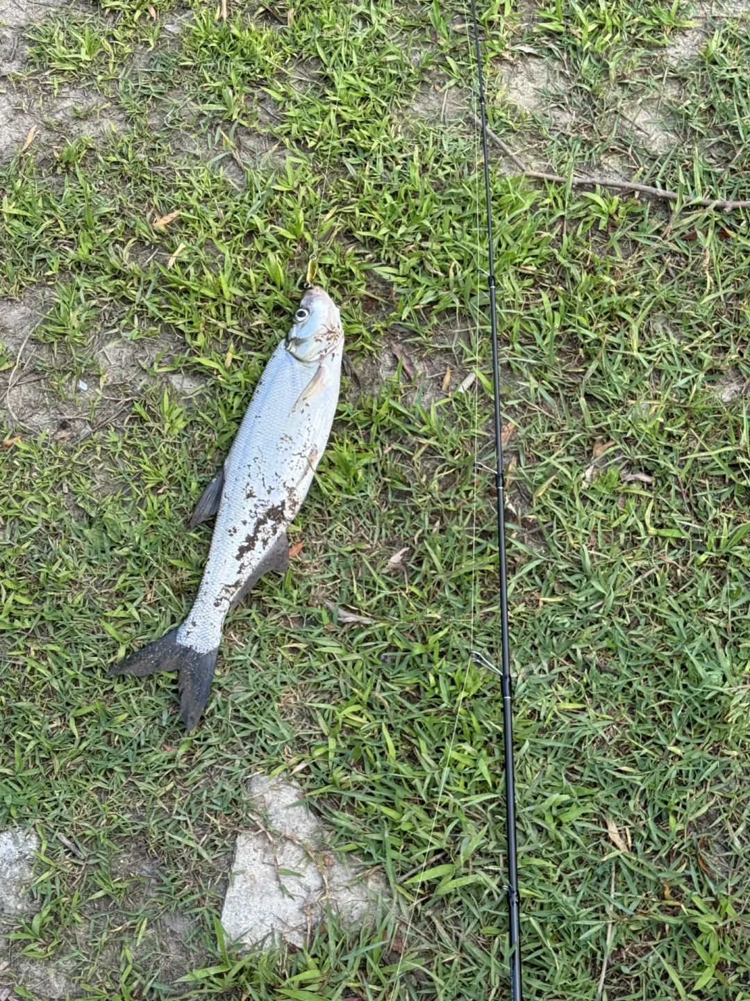 秋口的窗口期没到,