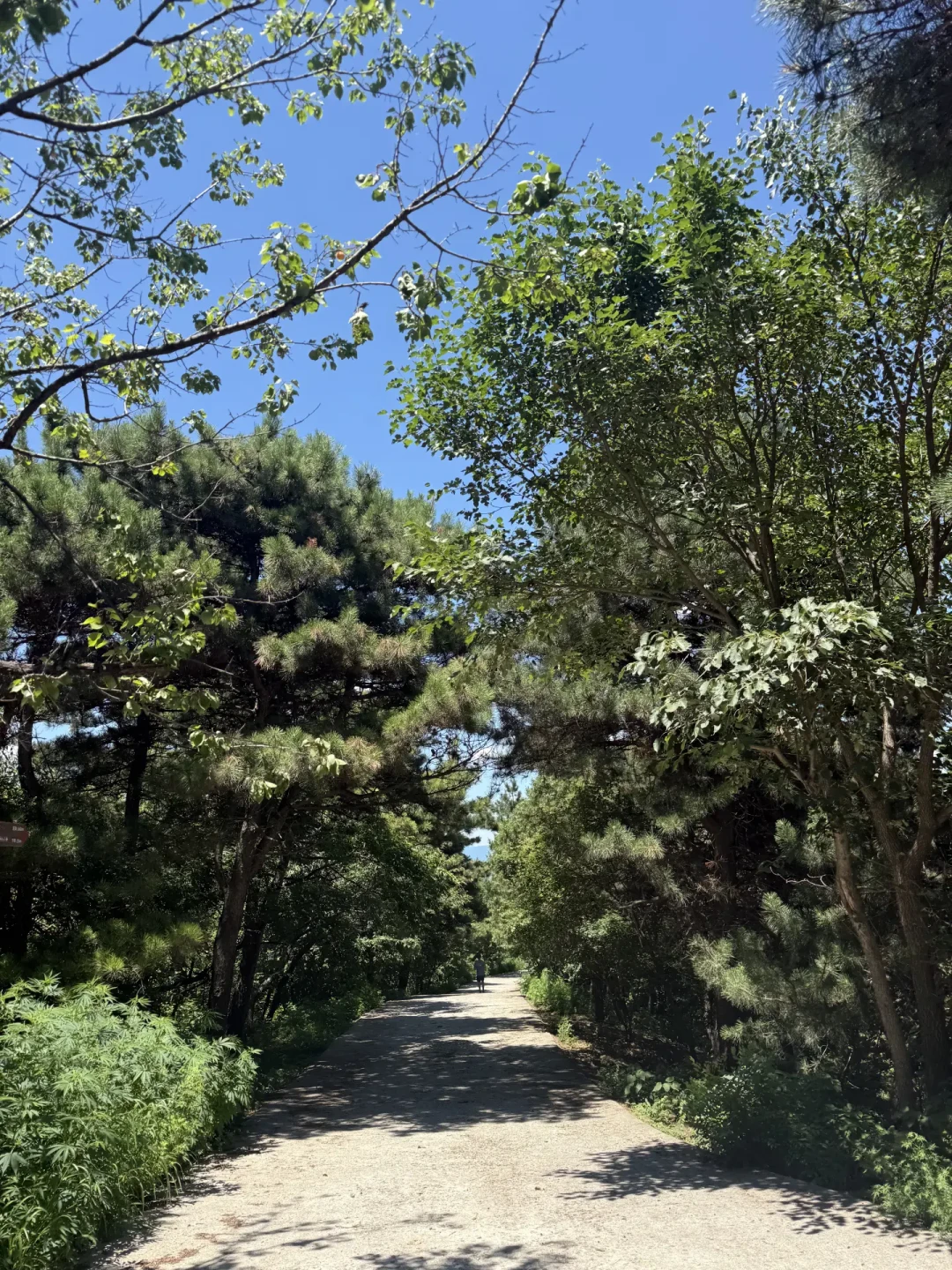 路跑中签难,大家排队去
