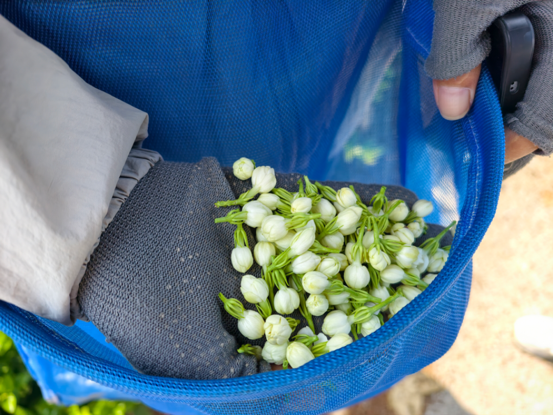 知乎的茉莉花茶
