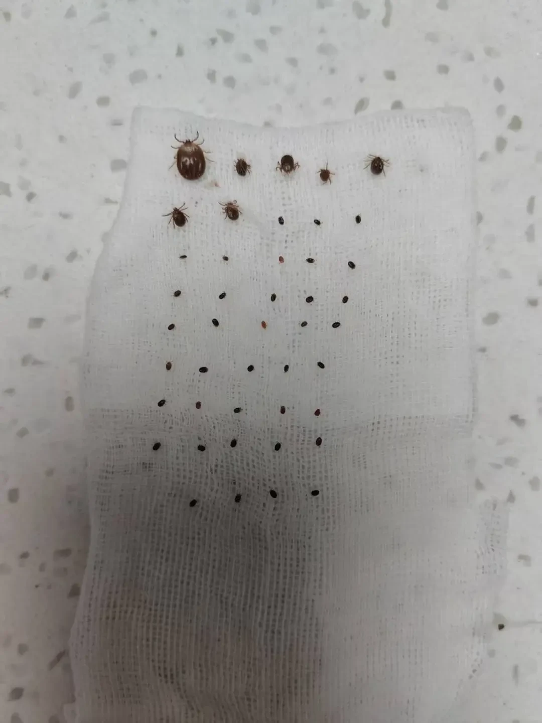 中疾控点名的蜱虫病还在高发窗口:我把40条蜱虫帖、外驱月驱与内驱季驱之争、拔虫对错一次对完