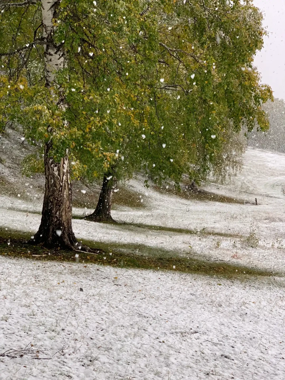 禾木实拍说秋色才加载35%,去年四场初雪全落在国庆后:中秋国庆去阿勒泰,先把色、假、雪、钱四只钟对完