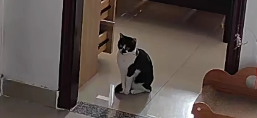国庆「留守猫」季开始了：App显示已喂食，碗里可能没饭——出发前请装好这三层冗余