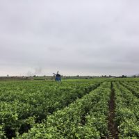 花价从5块跳到50块，茉莉花茶要涨了吗？中秋前，先把今年这趟花价过山车看明白