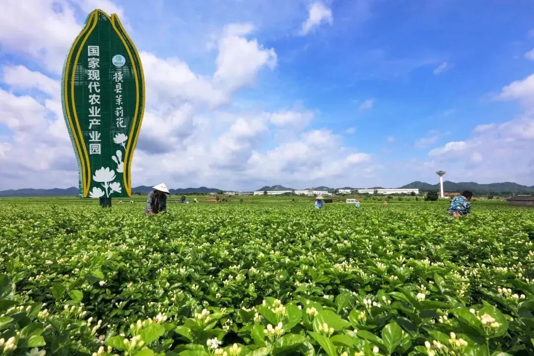 花价从5块跳到50块,茉莉花茶要涨了吗?中秋前,先把今年这趟花价过山车看明白