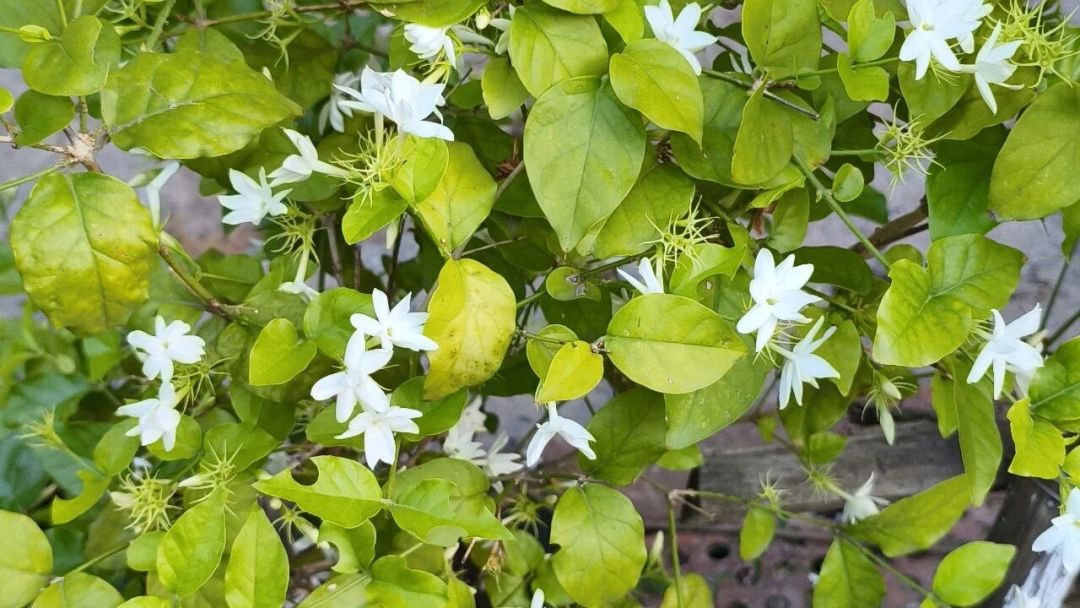 花价从5块跳到50块,茉莉花茶要涨了吗?中秋前,先把今年这趟花价过山车看明白