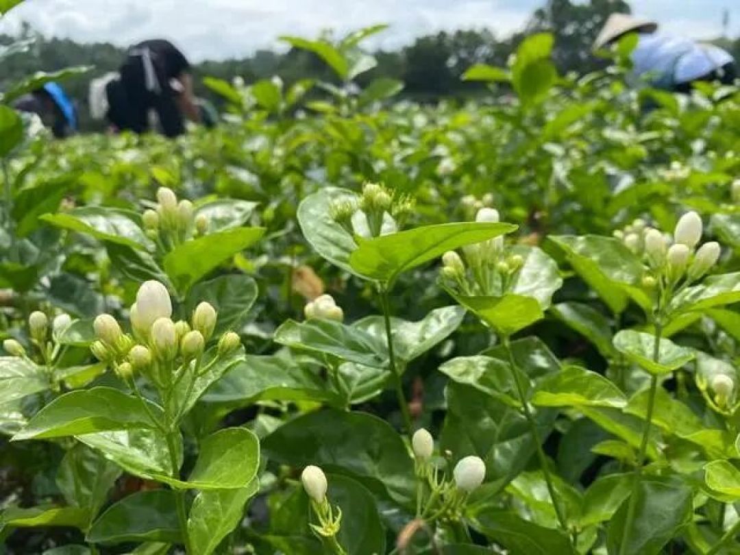 花价从5块跳到50块,茉莉花茶要涨了吗?中秋前,先把今年这趟花价过山车看明白