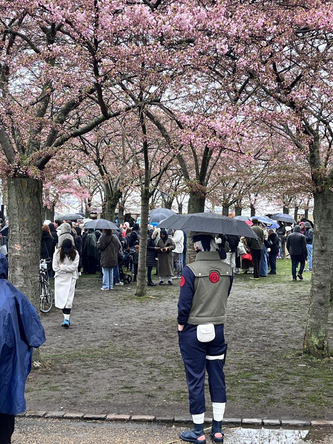 卡卡西生日倒计时：大屏在全国连点亮，官方年年给贺图，这批成年卡粉怎么