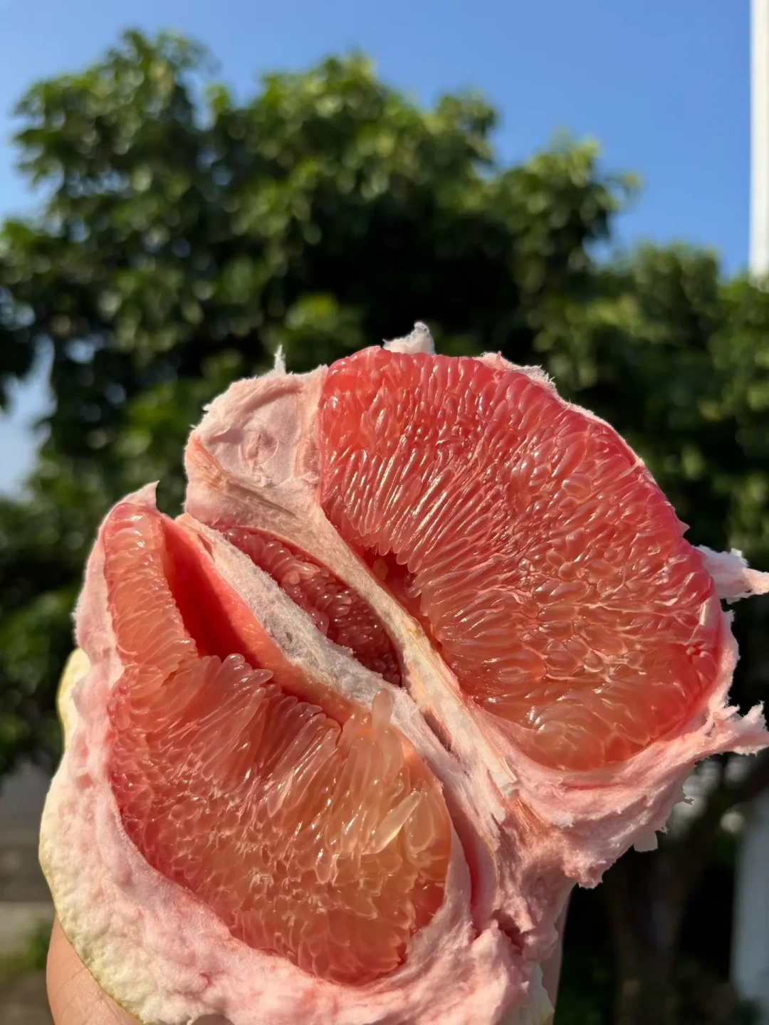 红心柚不一定比白肉甜,干柴的也不一定是放久了:中秋前13天,买柚子看这篇