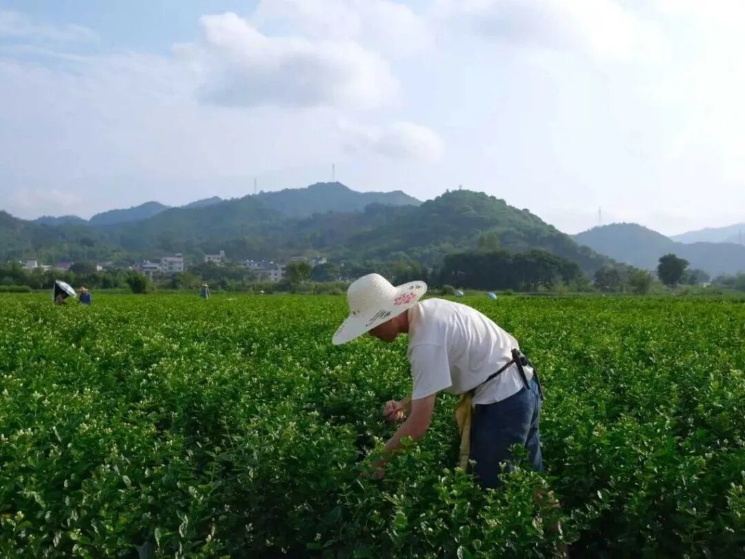 花价快翻倍、茶价没动静:9月买茉莉花茶,是最容易买错的一个窗口