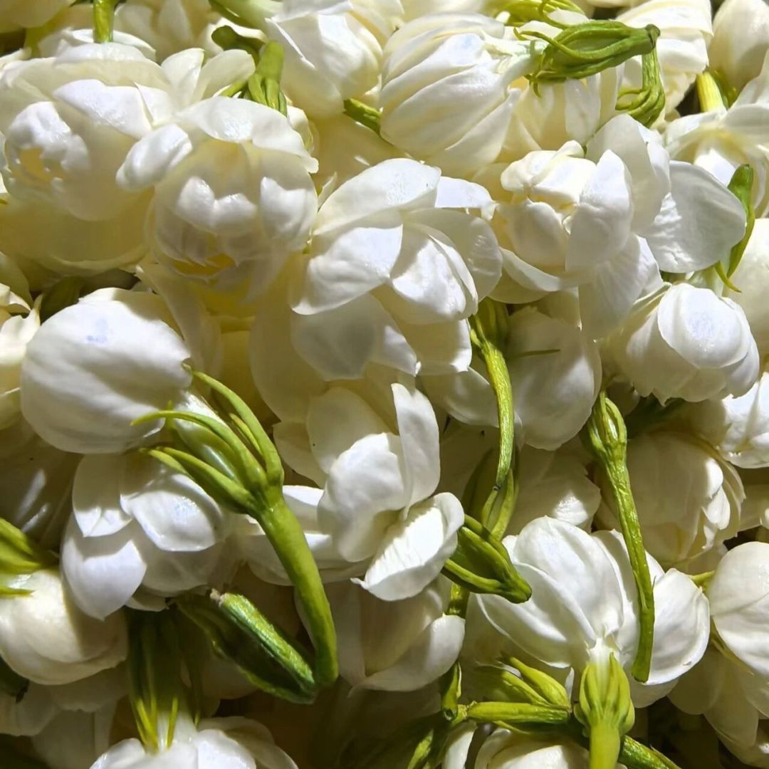 花价快翻倍、茶价没动静:9月买茉莉花茶,是最容易买错的一个窗口