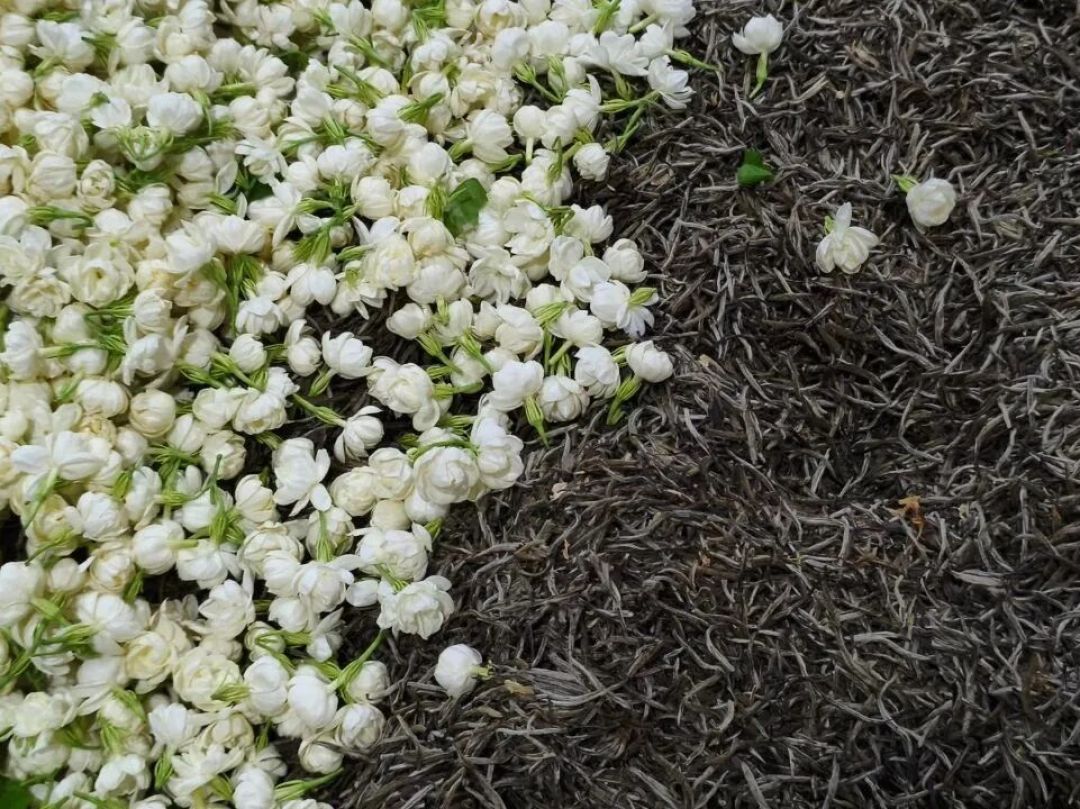 花价快翻倍、茶价没动静:9月买茉莉花茶,是最容易买错的一个窗口